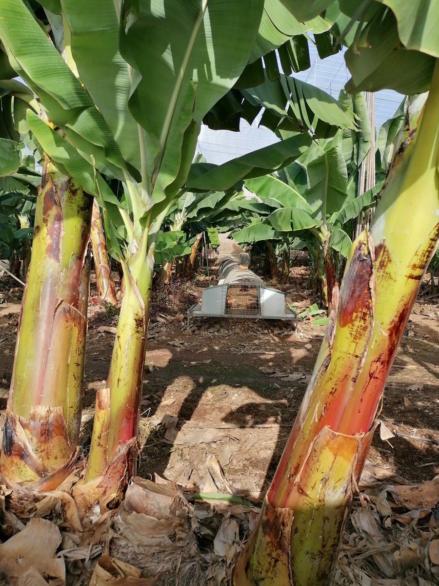 DrGreenRoof's tweet image. Canary Islands @NuffieldFarming thus far. Fog water harvesting, hydroponic farm, lots of volcano chat, 1 overnight ferry and a regen chickens in a banana farm. #wellroundedtrip #Nuffield2022