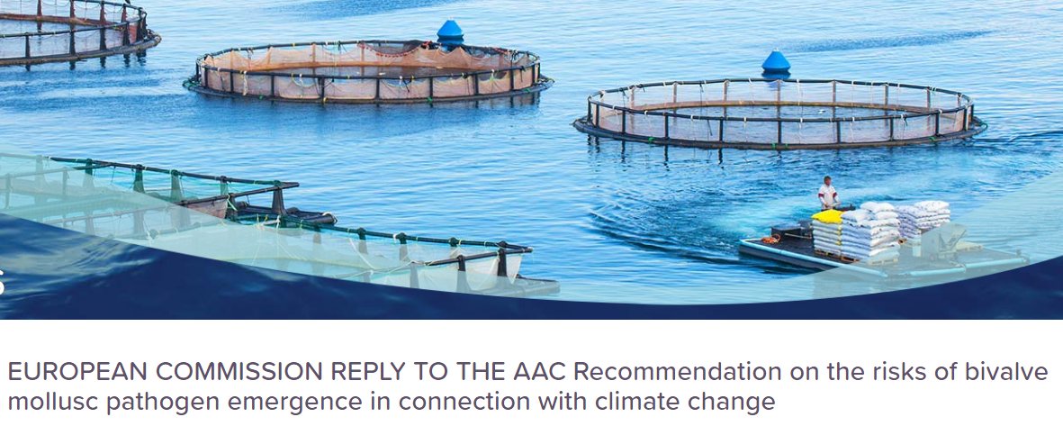 aac_europe's tweet image. 🦪@EU_MARE replied to our recommendation on the risks of bivalve mollusc pathogen emergence related to #climatechange
👉To read the reply: tinyurl.com/32prjzzt  
👉To read our recommendation in 🇬🇧,🇪🇸,🇫🇷,🇮🇹 &amp;amp;🇩🇪: tinyurl.com/y6xst3sp
#shellfishfarming #WFD #NatureRestoration