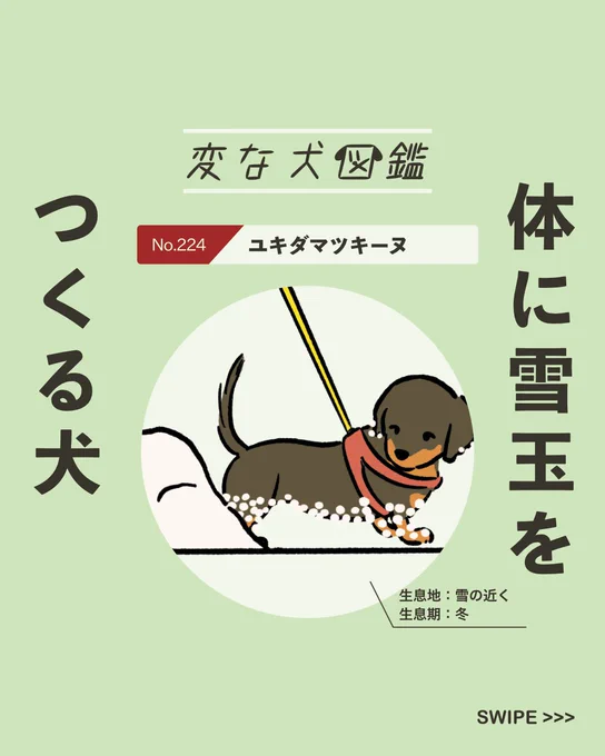【#変な犬図鑑】
No.224 ユキダマツキーヌ
雪の中を歩いて体に雪玉を作るあの犬です。 