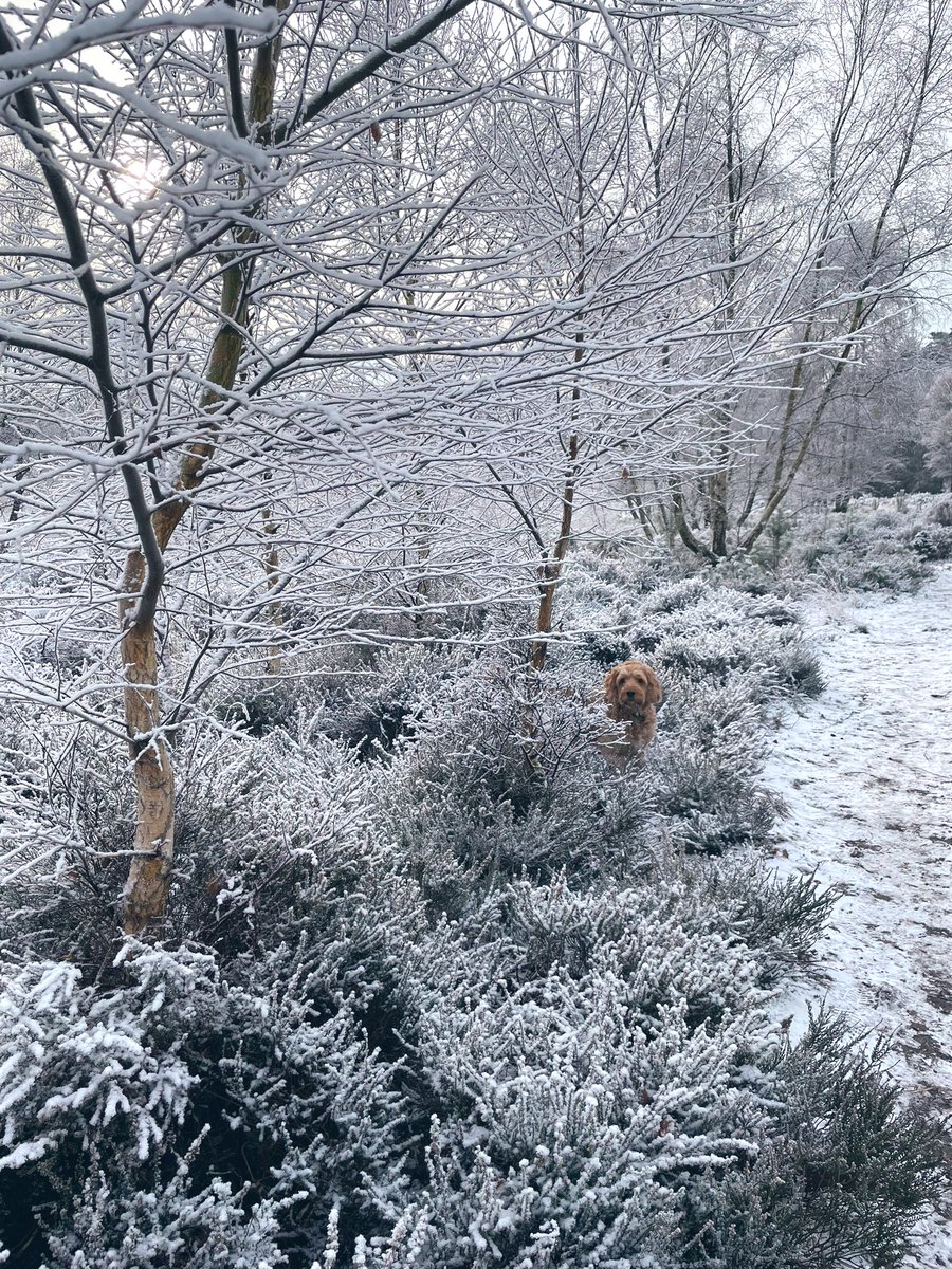 PhilippaSh_'s tweet photo. Dog walking, the snow edition ❄️ https://t.co/UxKvCGZCBe