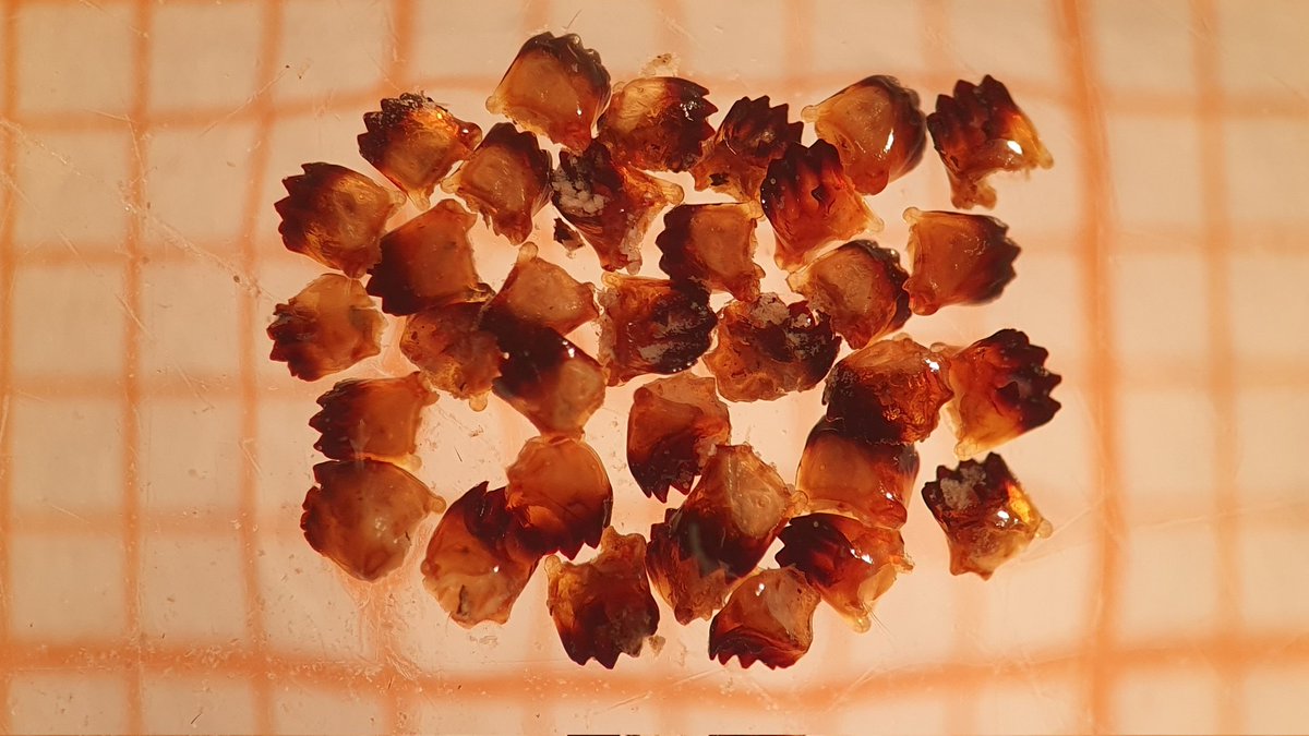 I found this pile of mandibles in a #whimbrel #poo sample. Is it safe to assume they belonged to caterpillars? Or could they be from other invertebrates?
Thanks in advance!
#TrophiChange #ornithology #waders #shorebirds