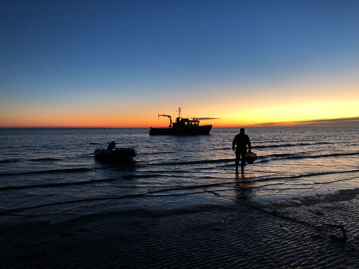 KijkopWad's tweet photo. Kokkels halen om de voedselveiligheid te garanderen #Waddenunit #Waddenzee.. https://t.co/al524nwCMx