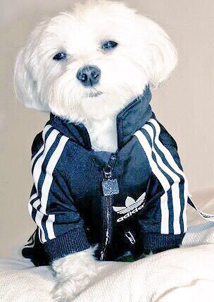 I15503785's tweet photo. アディダスが中心の生活〜😭💞

いいな〜と思ったらRT🙈✨✔️ https://t.co/UgCh1LSEhj