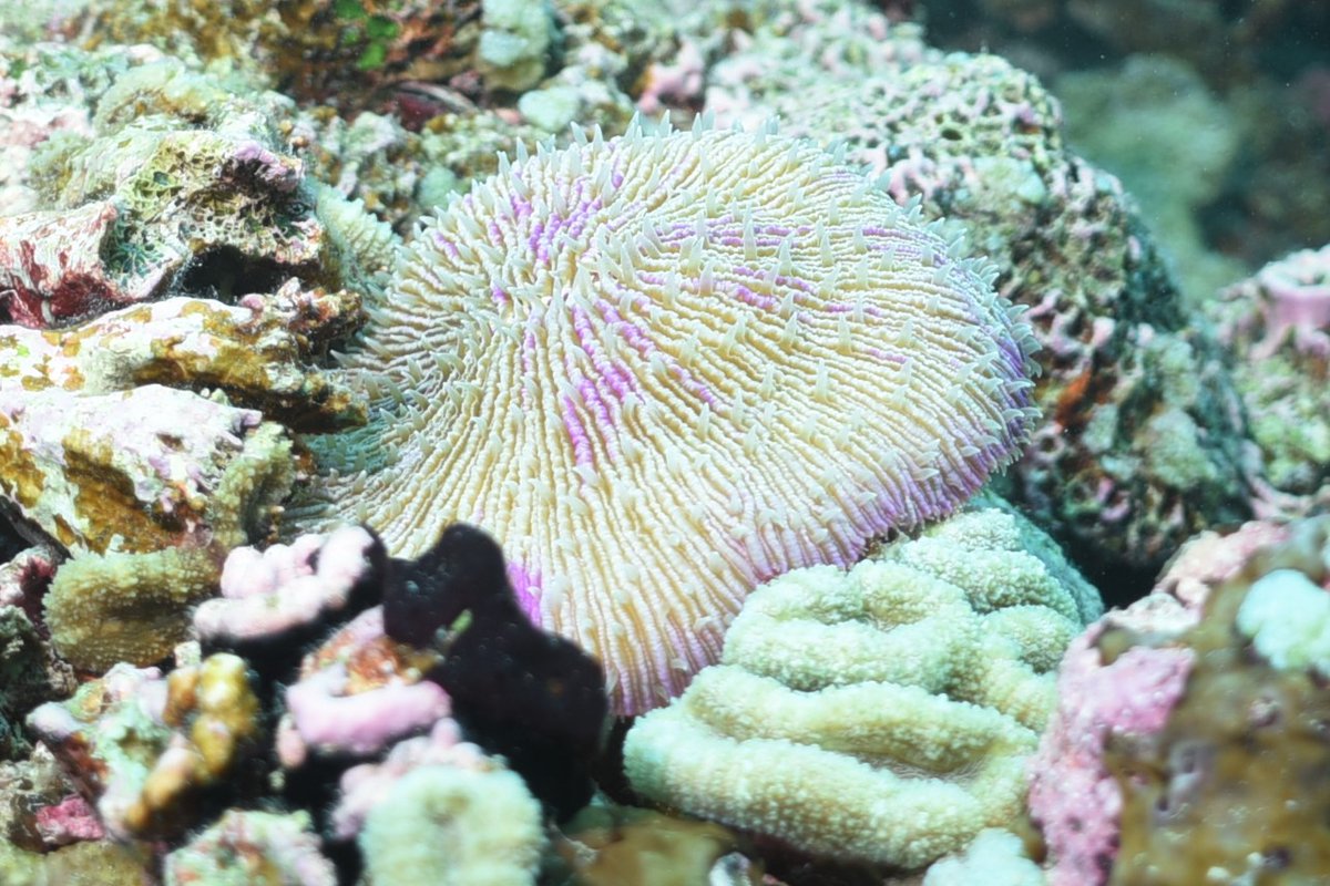 Daniel Bayley tweet media