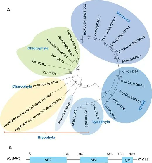 JXBot's tweet photo. Functional conservation of an AP2/ERF transcription factor in #cuticle formation suggests an important role in the terrestrialization of early land plants https://t.co/3St5uBptnz
Ryeo Jin Kim, Seat Buyl Lee, Garima Pandey and Mi Chung Suh
#landplants #Arabidopsis https://t.co/tIUnUvrAJB