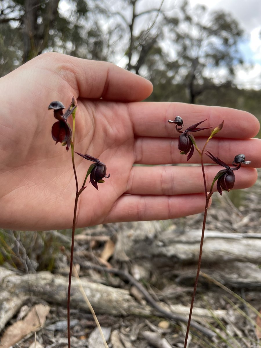 EcologyElla's tweet photo. A whole flock 🥹! 

#FlyingDuckOrchid #orchid #duck https://t.co/nZ9Y0DgSNP