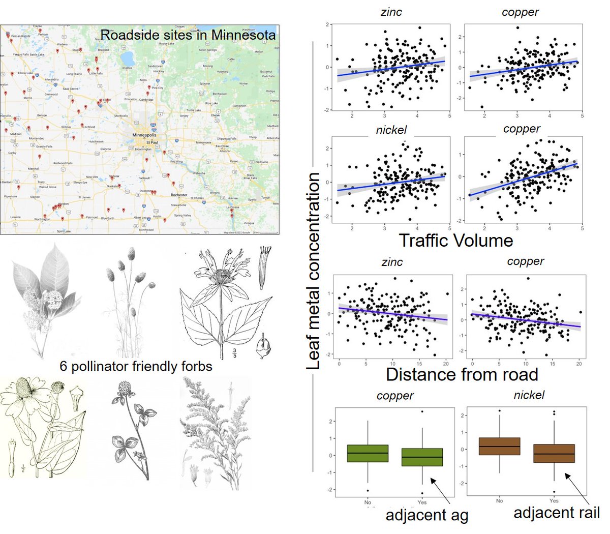Applied Ecol. Resources|Ecol. Solutions & Evidence (@aer_ese_bes) on Twitter photo ๐ฐPublished๐ฐ
Traffic patterns โ more than adjacent land use โ influence element content of roadside forbs & most levels of metals are below toxic levels for leaf-feeding caterpillars ๐๐๐
New research by <a href="/AM_Shephard/">Alex Shephard</a> <a href="/SnellRoodLab/">Emilie Snell-Rood</a> <a href="/e_borer/">Elizabeth Borer</a>
๐besjournals.onlinelibrary.wiley.com/doi/full/10.10โฆ ๐ฐPublished๐ฐ
Traffic patterns โ more than adjacent land use โ influence element content of roadside forbs & most levels of metals are below toxic levels for leaf-feeding caterpillars ๐๐๐
New research by <a href="/AM_Shephard/">Alex Shephard</a> <a href="/SnellRoodLab/">Emilie Snell-Rood</a> <a href="/e_borer/">Elizabeth Borer</a>
๐besjournals.onlinelibrary.wiley.com/doi/full/10.10โฆ