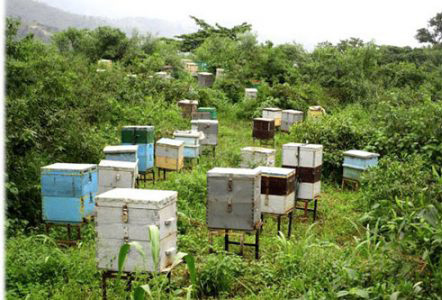 hawelti's tweet photo. #Eritrea: Bees - Providing Nutrition, Generating Income &amp; Conserving Biodiversity 

MoA continues to encourage bee-farming within its integrated package through research, training, colony splitting, grafting methods,... &amp; seasonal bee colony management

https://t.co/yZbmwKmuDw https://t.co/QKk1MagoXu
