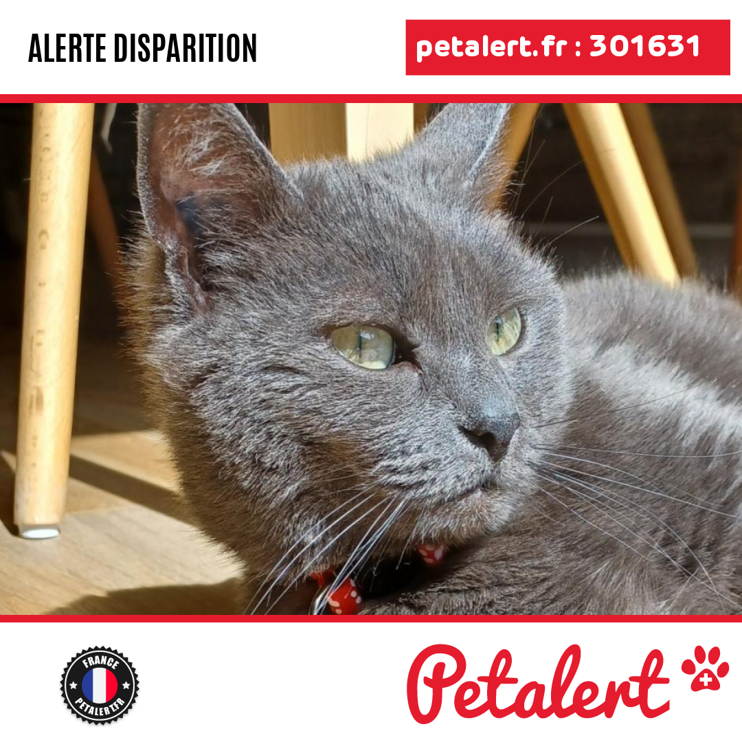 petalert_france's tweet photo. Disparu #Chat #CoteDOr #Comblanchien #Petalert  #PetAlert21 / https://t.co/ay6EFfGWjC https://t.co/bC04hqAda2
