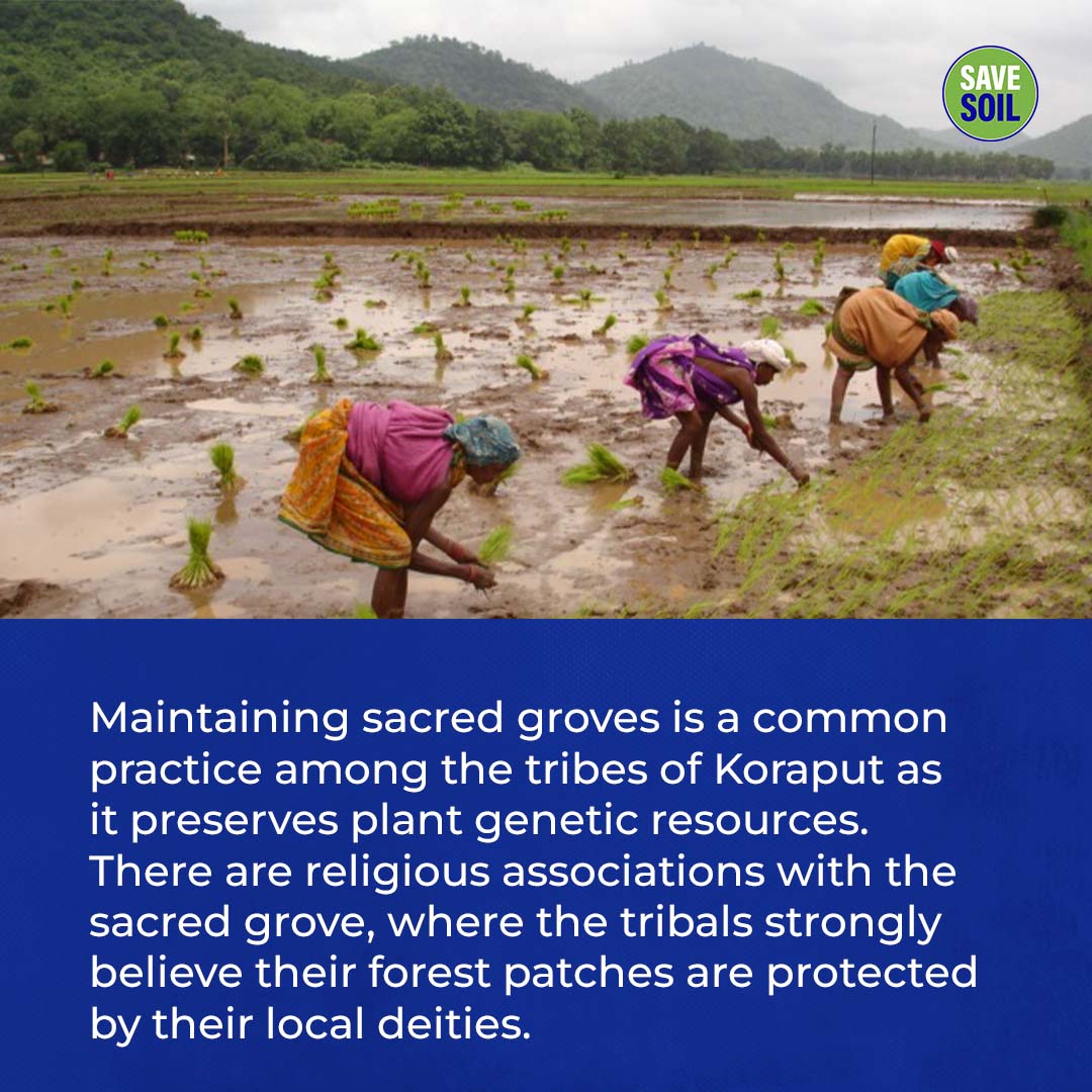 cpsavesoil's tweet photo. Like these heritage sites, our entire planet has the potential to flourish, provided we bring in the correct measures to #SaveSoil. Urge your leaders to enact soil-friendly policies now. @FAO
Write to your leaders: https://t.co/WIbbZN7vAA 
Photo credits: ©FAO/M.S. Swaminathan https://t.co/YFYSJxDsZT