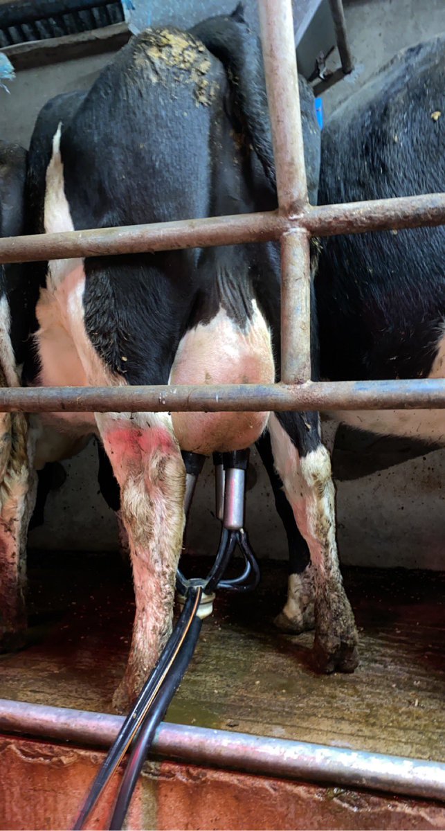 Kilsunny_Herd's tweet photo. Forgotten the last time we’ve had to use a kickbar on a heifer, let’s hope our good run continues into the Spring 🤞🏻
#nextgen #heifers #teamdairy #docility https://t.co/FCF6ZDCFvw