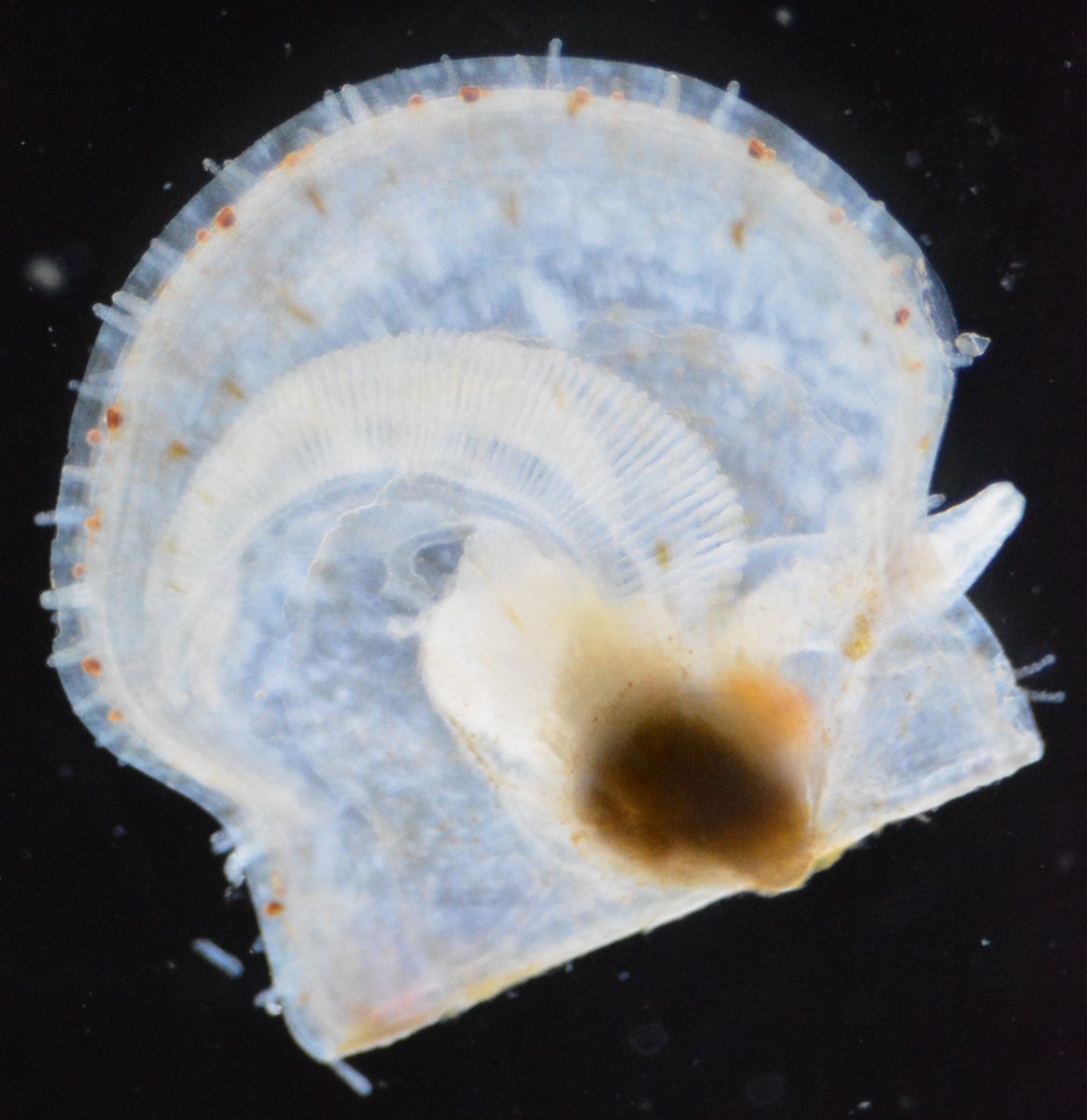 📢New preprint! We looked at how ocean warming &amp; acidification (OWA) impacts physiological plasticity in post-larval scallops (spat) from France and Norway, integrating the proteome, metabolism and growth measures...
biorxiv.org/content/10.110… (1/8) 🧵