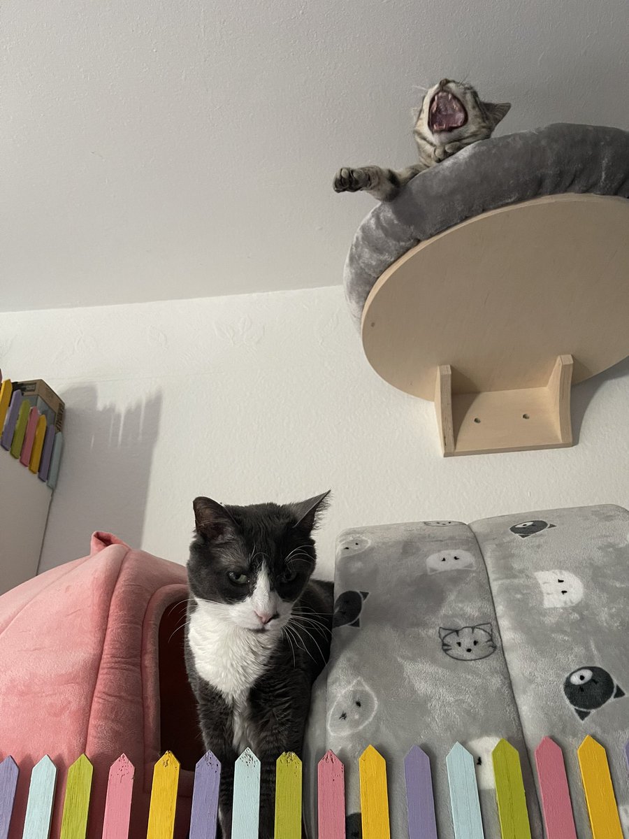 CrazyDesy's tweet photo. In Gedenken an Lumpi 💖#Lumpi https://t.co/0MtmGD7w9B