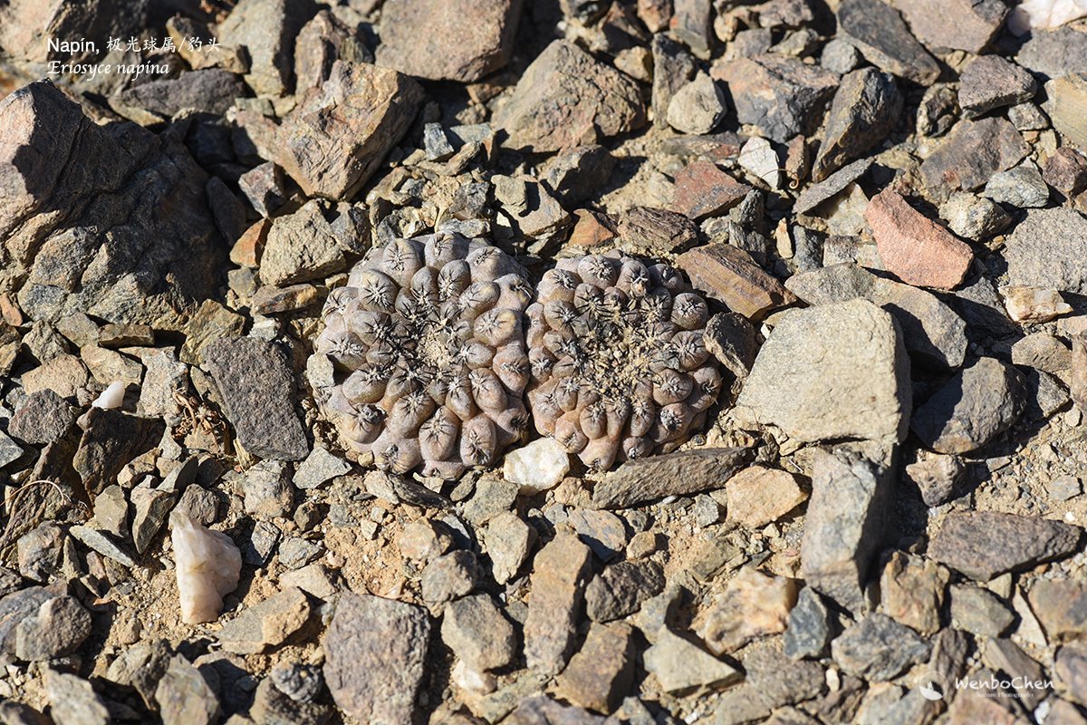 Wenbo77's tweet photo. Alpine regions and deserts are the two types of habitats you are most likely to see #plantcamouflage or #crypticcolouration. In the #Atacama Desert of Chile, Eriosyce napina demostrates this mimicry perfectly.
#floraofchile #cactus #智利植物 #仙人掌 #植物伪装 https://t.co/YZ5RxtZojG