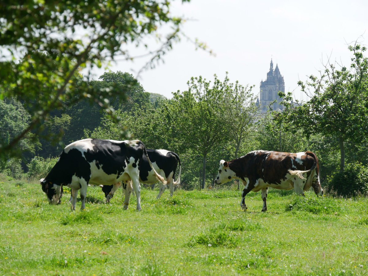 TeRRIFICA project tweet media