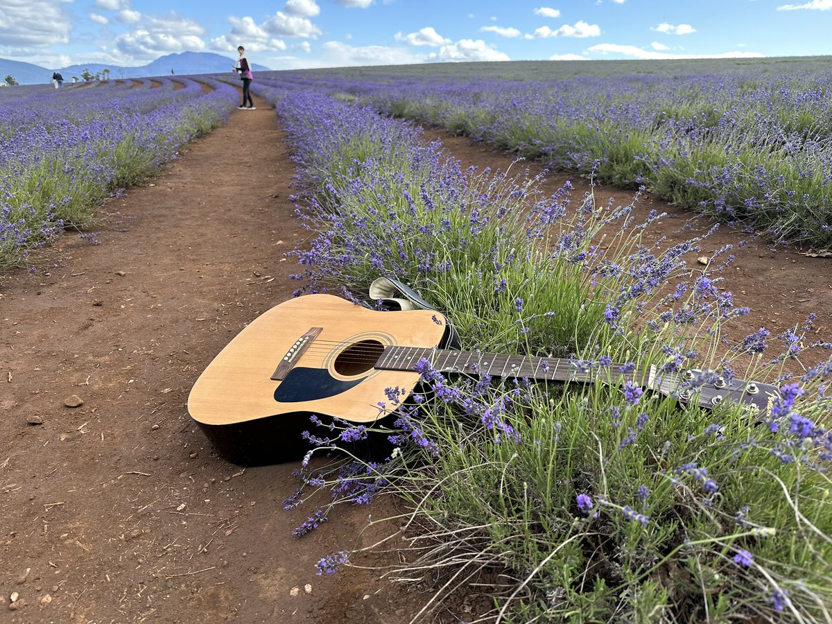 Missing your guitar?
Found in the lavender fields on Wednesday 13th December. 

Farm view from Wednesday .
#lavender #lavenderflower #lavenderfarm #bridestowe #smelltheflower #bridestowelavender #guitar #smellthelavender <a href="/belindakingtas/">Belinda King</a> <a href="/MonteBovill/">Monte Bovill</a>