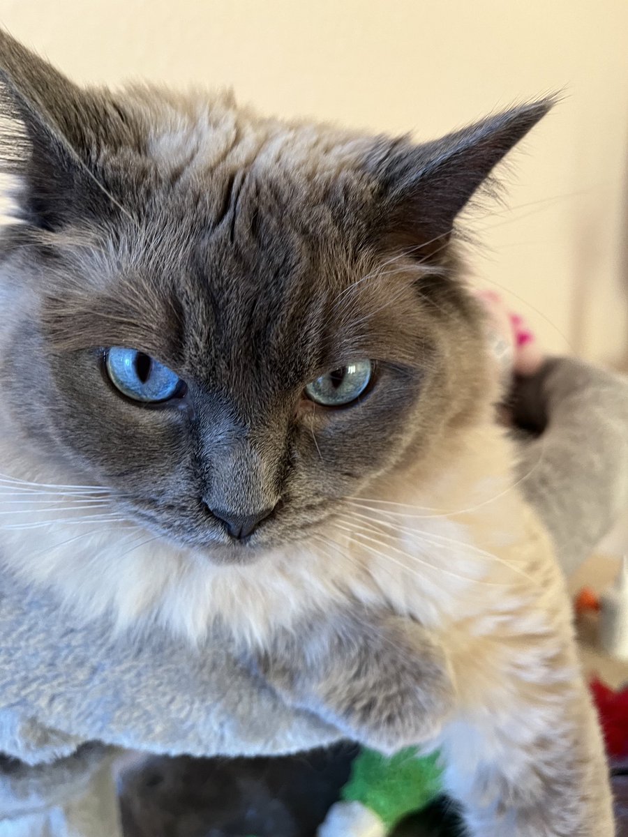 ElizabethRadcl5's tweet photo. Dis whiskers Wednesday ise not happy as my humum is once again working from home x quite frankly dis is cramping my style x shout out to me cat pals if you are in the same predicament x love Boots x #catsoftwitter #catsintwitter xxxx https://t.co/43JOwj2AMl