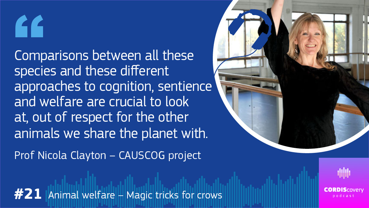 Corvids 🐦, cephalopods 🐙 &amp; children 👦 – what can their problem-solving tell us? 

How do we differ? What’s the same? 

Nicola Clayton’s project studied how crows &amp; kids react to magic – you might be surprised!

Learn more on #CORDIScovery: anchor.fm/cordiscovery/e…

#podcast