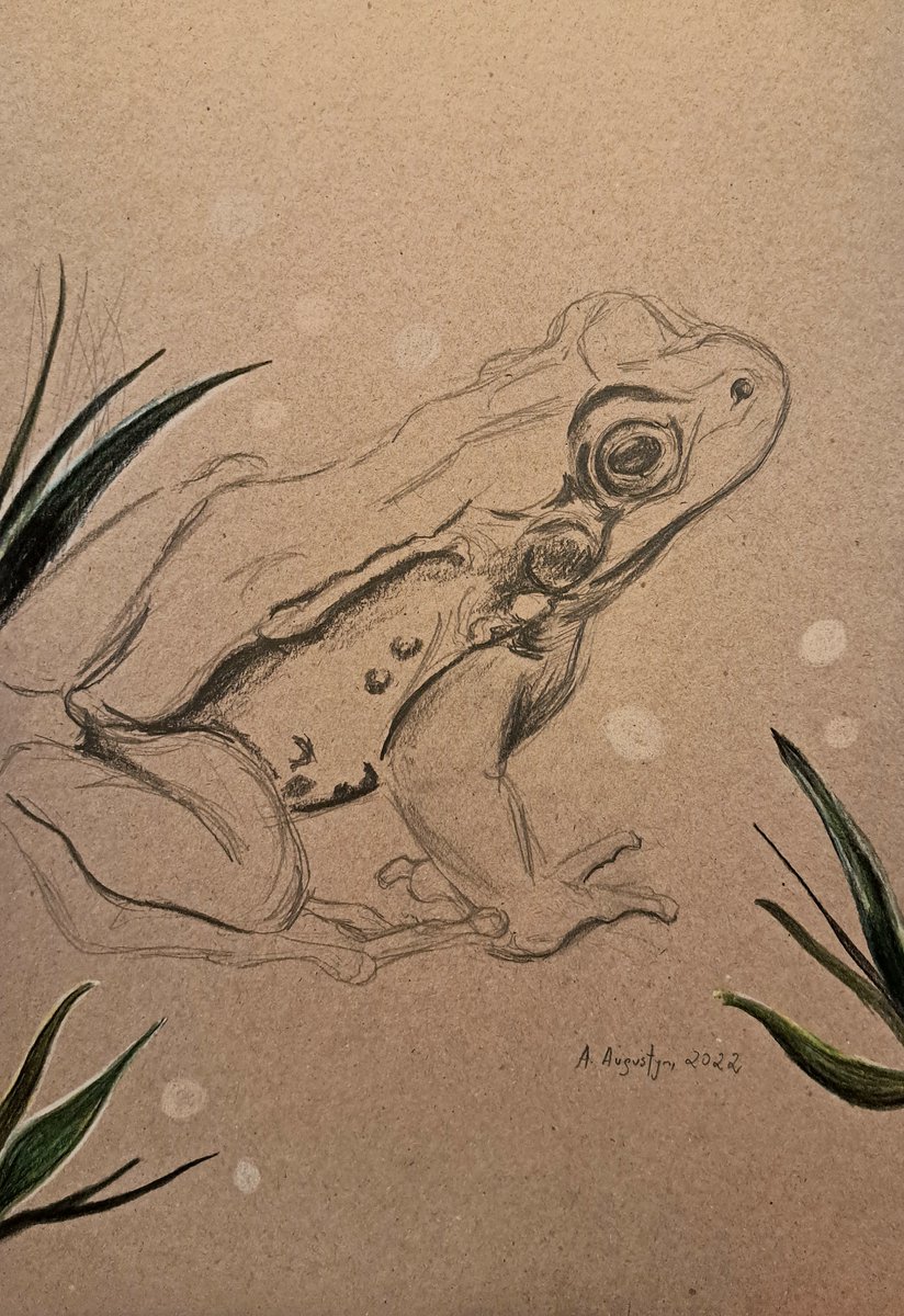 "Strasna zaba", 2022 #pencildrawing 29,7/21 cm (8.3/12 in) #crayons #fineartdrawing #sketch #sketches #frogdrawing #animalart #art #drawing #freehanddrawing #sketchbook #fineart