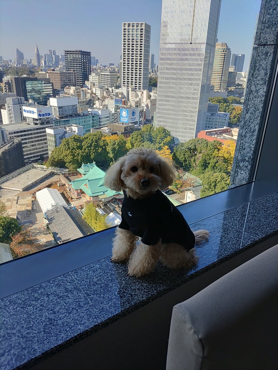 012happybear's tweet photo. 今日、僕のお誕生日🎂
10歳になったよ🐶
先月、連れて行ってもらったよ🎵
すごく楽しかった😊
 #キャピトルホテル東急
 #レジーナリゾート仙石原 https://t.co/F4u4RTRXxN