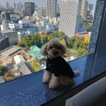 ツイートに含まれる画像