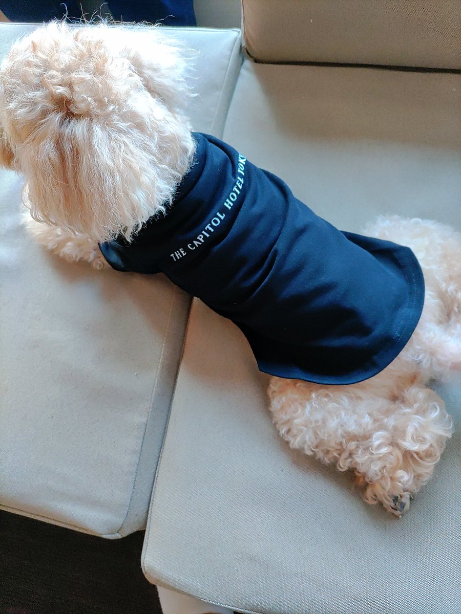 012happybear's tweet photo. 今日、僕のお誕生日🎂
10歳になったよ🐶
先月、連れて行ってもらったよ🎵
すごく楽しかった😊
 #キャピトルホテル東急
 #レジーナリゾート仙石原 https://t.co/F4u4RTRXxN
