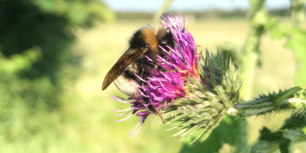 While the world is meeting at the UN Biodiversity Conference. 

Our vision is for the FaunaPhotonics biodiversity portfolio to become one of the standard methodologies for measuring #biodiversity to help determine if our actions are making the difference we hope. #weseeinsects