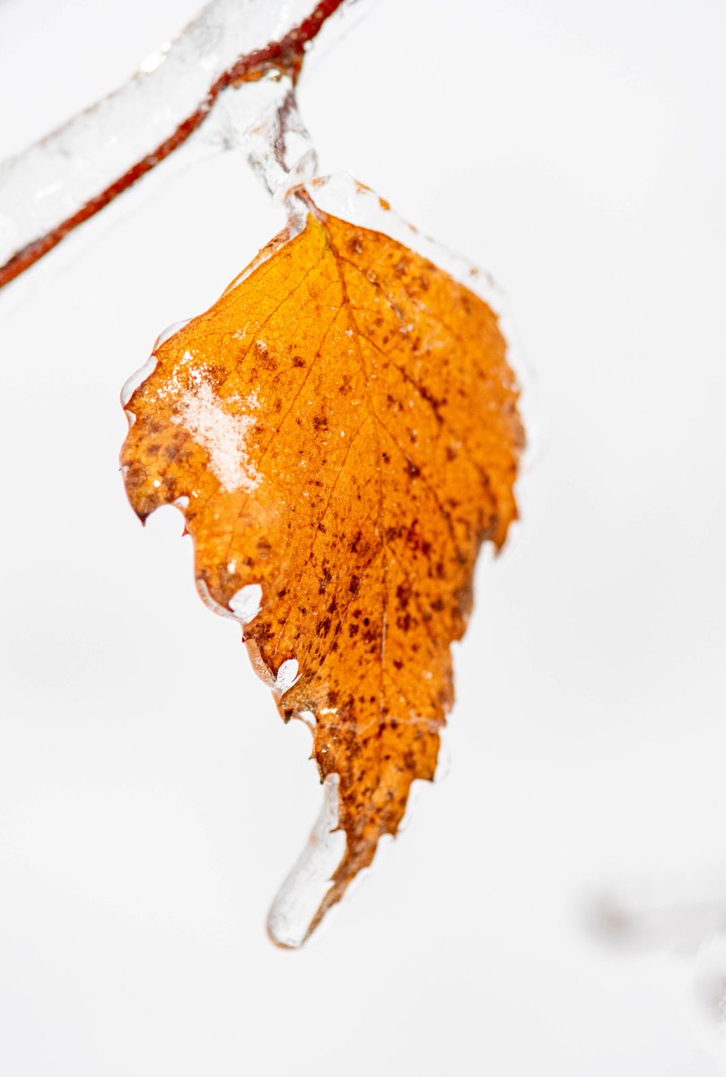 m2niac's tweet photo. Freezed leaf
---
#leaf #freezedleaf #freezed #ice #cold #winter #snow #winter #dryleaf #cold #selectivefocus #details #nature #macro_mood #macrophotography #macrophoto #macro #universal_macro_ #gf_macro #closeup #photo #photographer #photography #фото #m_hladchenko https://t.co/wpsWYQ945w