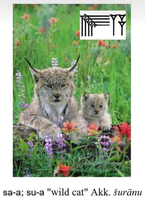 SumerianHittite's tweet photo. #Sumerian_language : sa-a; su-a "wild cat"
#Akkadian :šurānu https://t.co/XNGS5drFlK
