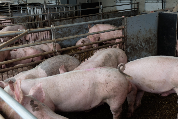 Entre le souci du bien-être animal et les bas prix, le cœur du consommateur balance 👇

porcmag.com/enjeux/bien-et…