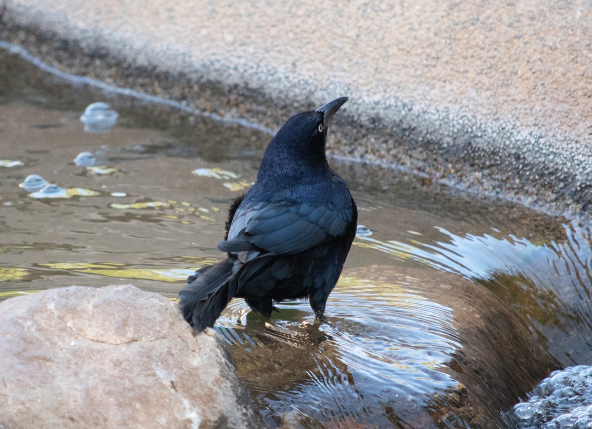 Kaeli Swift, Ph.D. tweet media