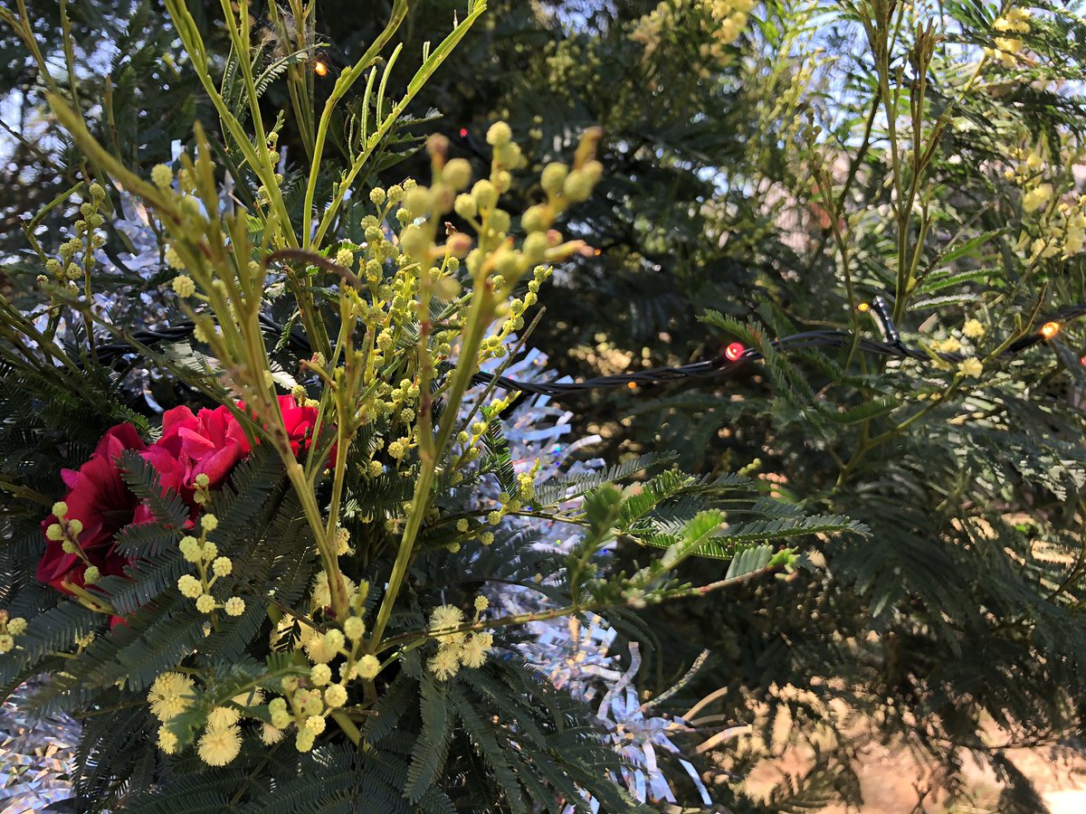 A wonderful Aussie Christmas tree <a href="/CamdenParkEEC/">Camden Park EEC</a> and the wattle was in flower. <a href="/GeorgesRiverEEC/">Georges River EEC</a>