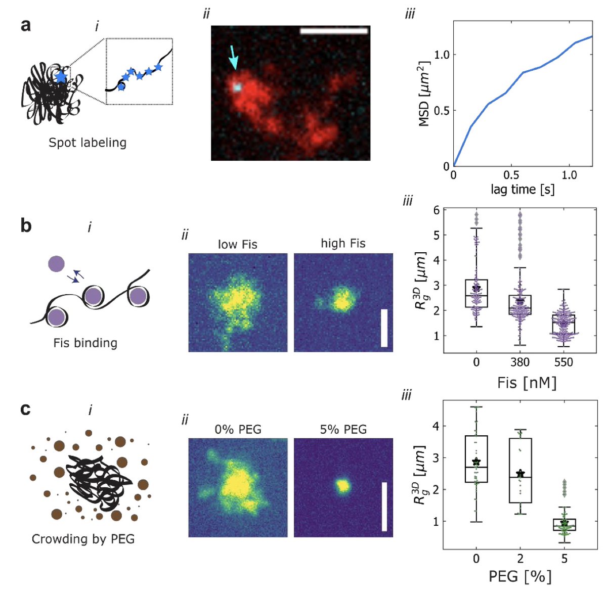 New #CDlab paper in @CellRepMethods: 
cell.com/cell-reports-m…

Here, @martinholub_ & @AnthonyBirnie et al developed protocols to take a genome from a bacterium, strip it from its binding proteins, and use it for ‘Genome-In-A-Box’ biophysics experiments on megabasepair long DNA!