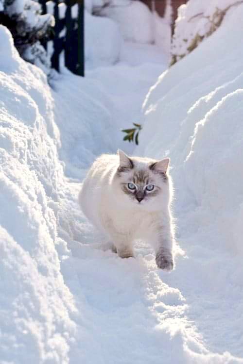 TLeoni311's tweet photo. Beautiful day for all 🤍❄️ https://t.co/I9YXHdV7Nz