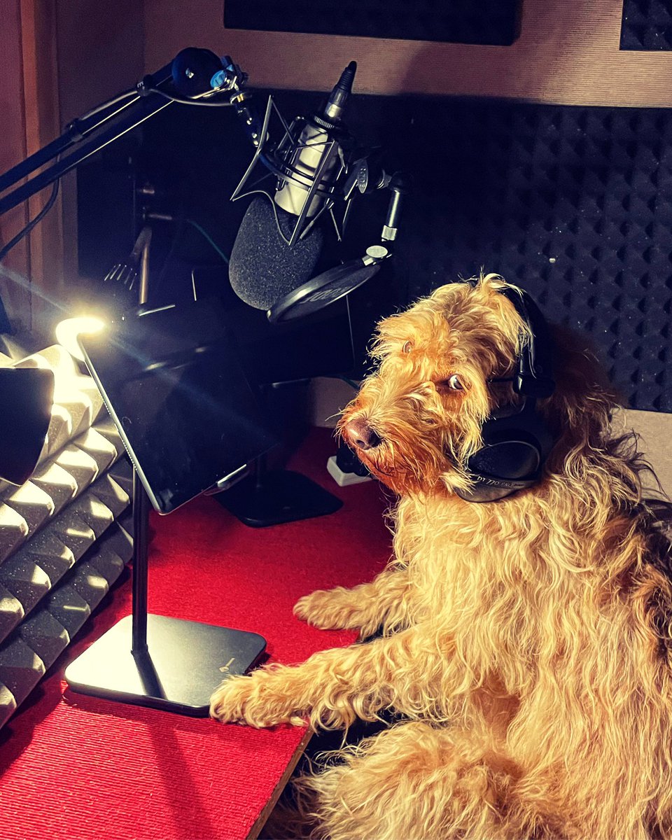Chatterbox Audio (@chatterboxhello) on Twitter photo We love it when <a href="/CatJarman/">Prof Cat Jarman FSAπ</a> comes to the studio, especially when the lovely Lyra insists on getting behind the mic too!
#studiodog #DiggingForBritain We love it when <a href="/CatJarman/">Prof Cat Jarman FSAπ</a> comes to the studio, especially when the lovely Lyra insists on getting behind the mic too!
#studiodog #DiggingForBritain