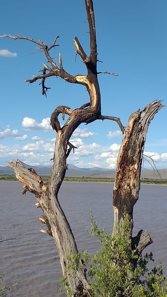 SANParksCNP's tweet image. The level of #CamdebooNationalPark's #NqwebaDam has risen substantially over the past 48 hours thanks to very welcome rain over the #karoo📸Gerrie Germeshuizen