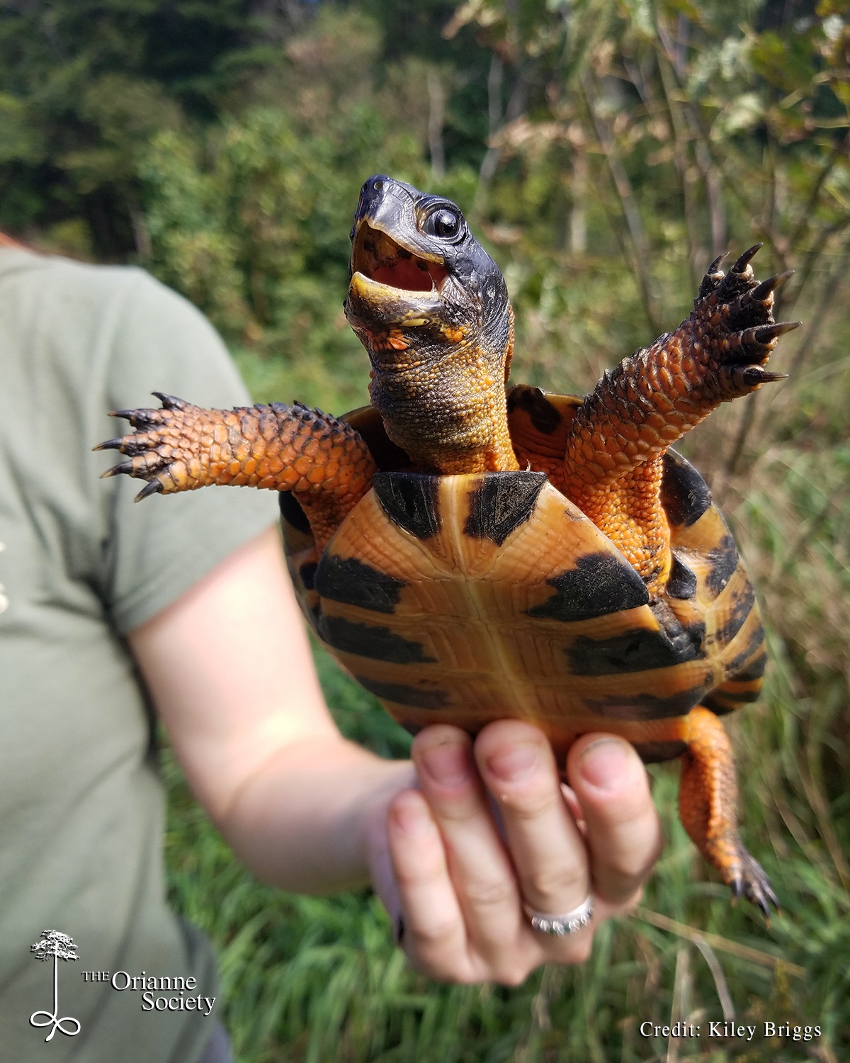 On Snails and Slugs: A Wood Turtle's Perspective - The Orianne Society