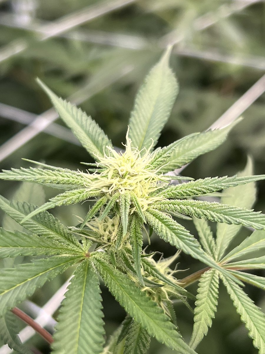 bud_labs's tweet photo. Flower 1 Week

#กัญชา #กัญชารักษาโรค #ปลูกกัญชา #grower #cannabis #weed #growcannabis #กัญชากรุงเทพ #กัญชาอัดแท่ง #กัญชาออแกนิค https://t.co/WhtT8o7EBv