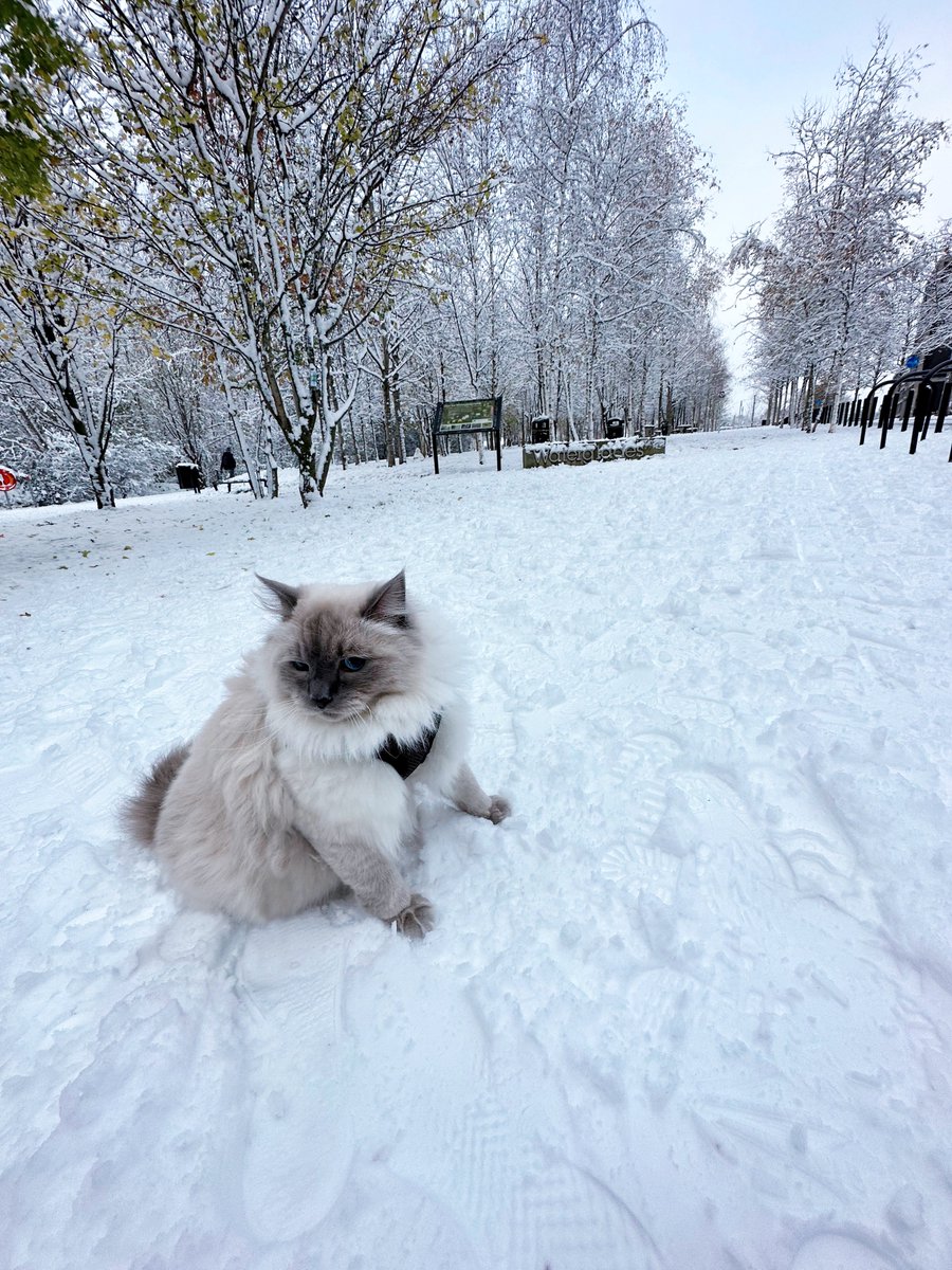 impeachii's tweet photo. หิมะตกที่ลอนดอนปีนี้ be like... ❄️✨ พ่อหนุ่มหน้าระเบิดมาไกลมากลูกเอ้ยยย คิดไว้ว่าอยากให้น้องได้สัมผัสหิมะจริงสักครั้ง เพราะน้องเป็นแมวไซบีเรียน ขนพิเศษ 3 ชั้นที่ธรรมชาติสร้างมาให้ลุยหิมะ

เฉลย กลับบ้านจะเช็ดตัวให้ลูก นางไม่เปียกเลย waterproof คนที่เปียกคือมนุษย์นี่ค่าา 🤒 5555 https://t.co/A0BExSTH0J