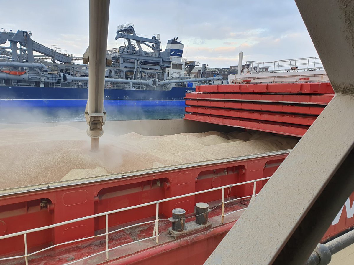 #ShorehamSilos loads 4,400 MT UKP #millingwheat for 🇵🇹. Next vessel, UKS soft wheat for 🇧🇪.
#ukgrainexports
#agrislinktothefoodindustry