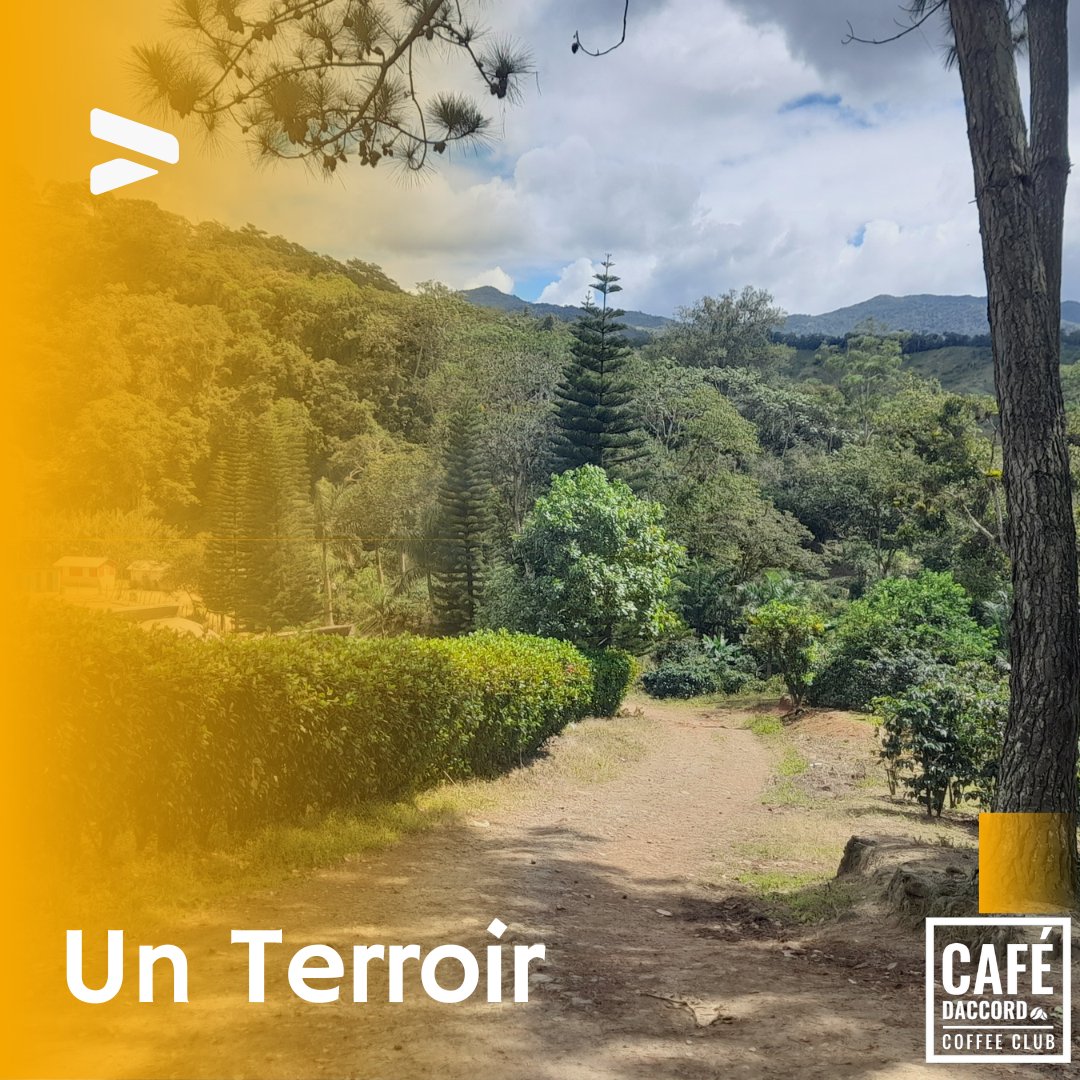 CafeDaccord's tweet photo. Pour avoir un café il faut d’abord un terroir. Ici un territoire historique qui regroupe des petites vallées situées entre 800 et 1200 mètres d'altitude où règne un microclimat favorable au développement des cerises de café.⁠ #cafedaccord #coffee #coffeetime #torrefacteur https://t.co/M4wVvMzkSi