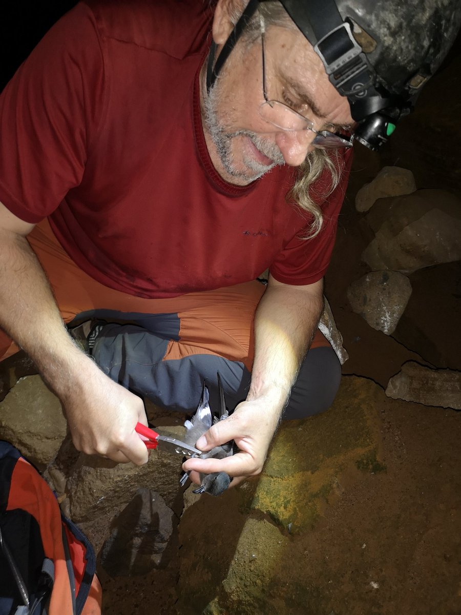 Seabird Ecology Lab tweet media
