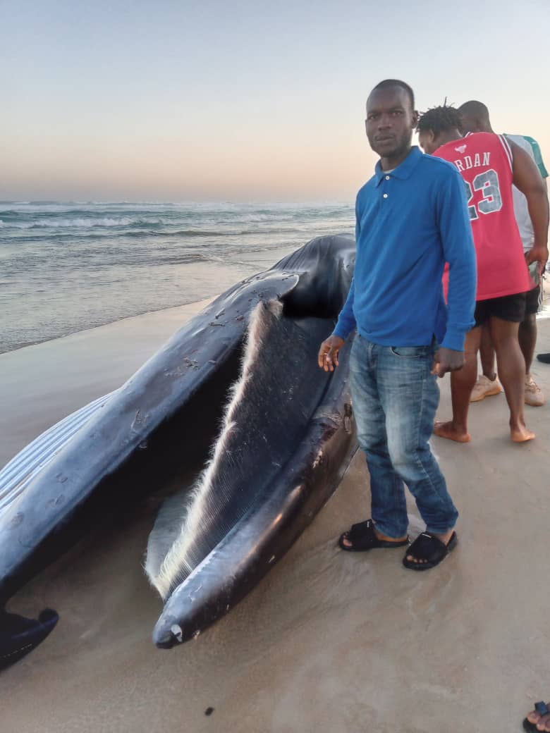 sarrassane7's tweet photo. Les effets du réchauffement climatique (la planète). Nos comportements causent des dommages énormes aux vivants particulièrement aux animaux. Ces derniers payent plus en perte de vie. Nous devons réagir surtout les africains, un continent qui rime avec le royaume des animaux. https://t.co/EGNS35H6Kc
