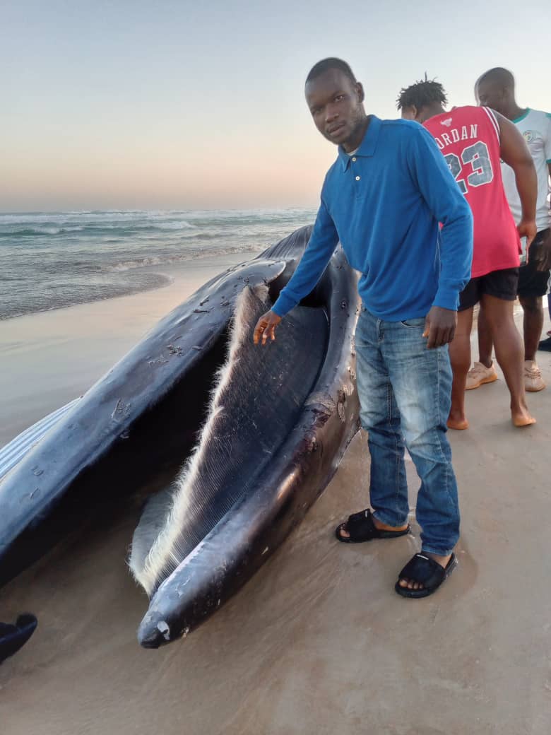 Les effets du réchauffement climatique (la planète). Nos comportements causent des dommages énormes aux vivants particulièrement aux animaux. Ces derniers payent plus en perte de vie. Nous devons réagir surtout les africains, un continent qui rime avec le royaume des animaux.