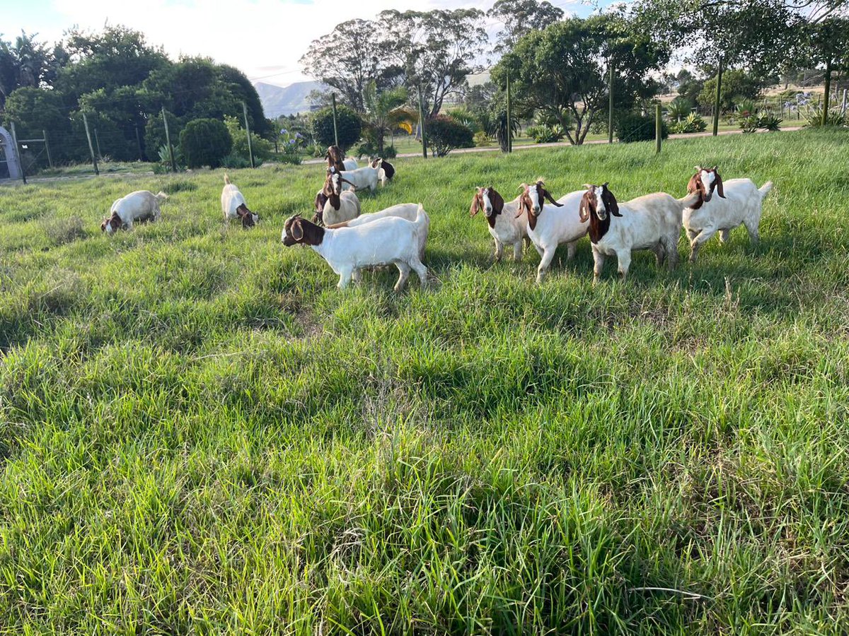 We have been busy moving goats to our new farm location.Slowly growing and expanding.We are back to the goat overload. Stay tune for more live feed. IRL utility is a must #FarmLife #CNFTCommunity #CNFT #NFTs
