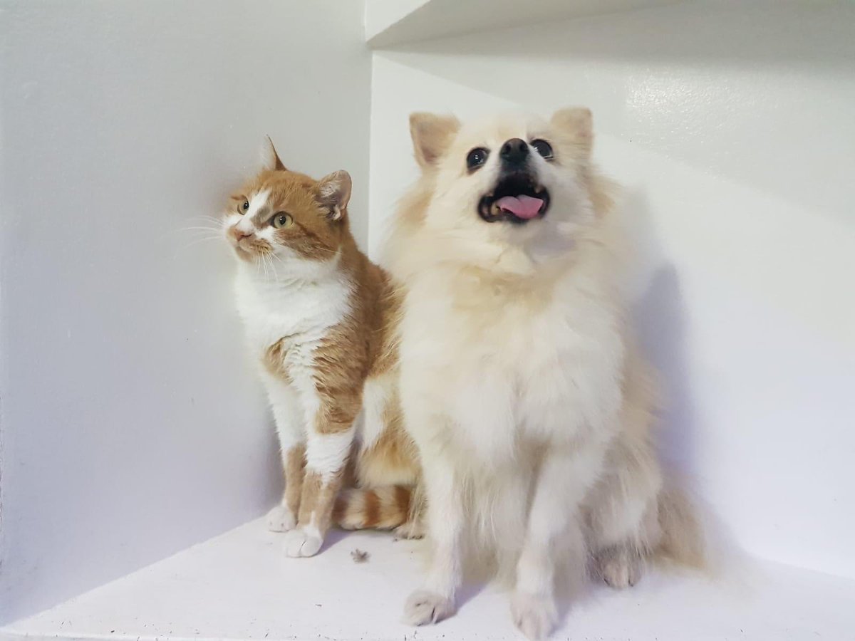 Herz_Streuner's tweet photo. 💚 Ferdinand liebt Menschen, Katzen und Hunde 🥰 er ist ca. 1,5 Jahre alt & absolut unkompliziert. Wo sind seine Menschen? 😍
#adoptables #adoptable #foreverhome #foradoption #Homeless #Caturday #cats #cat #AdoptDontShop #CatsofTwittter #animalrescue #animallover https://t.co/qIIxtNtiwa