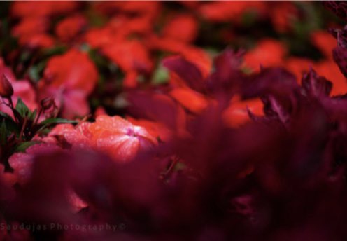 Sandra Audujas tweet media