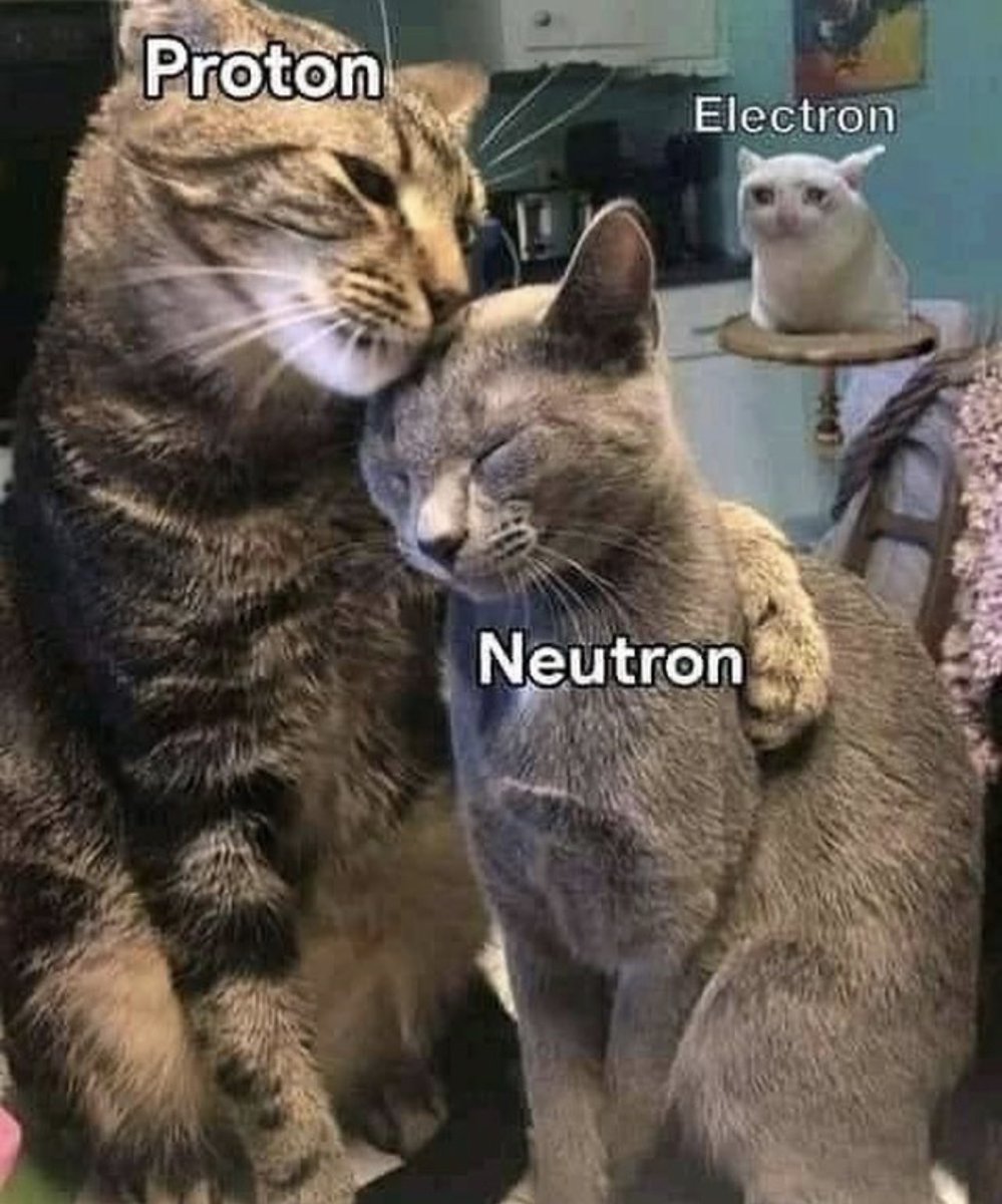 cats who share one braincell (@catbraincell) on Twitter photo 