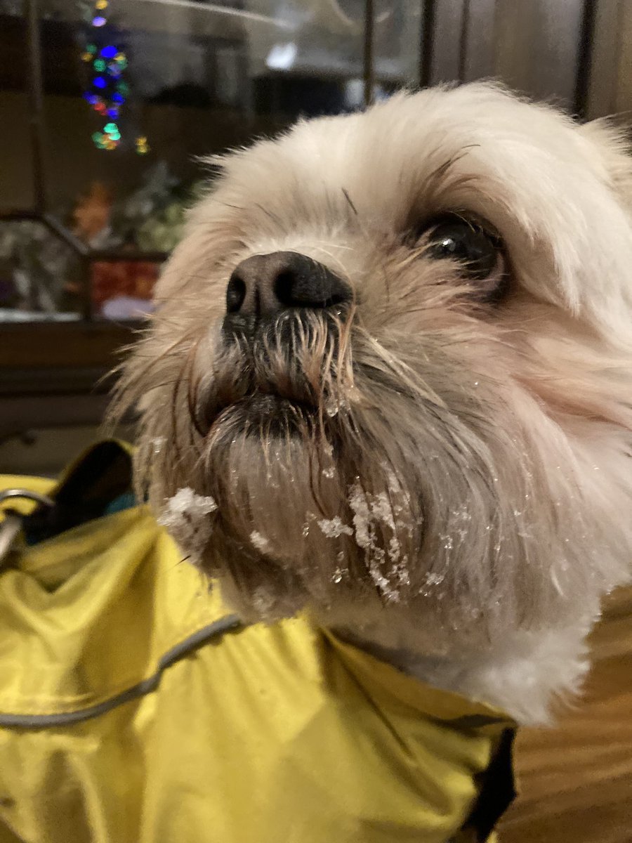 Albatwinma's tweet photo. Someone is enjoying the snow! #MacVentures https://t.co/zo3BKMm2Lf