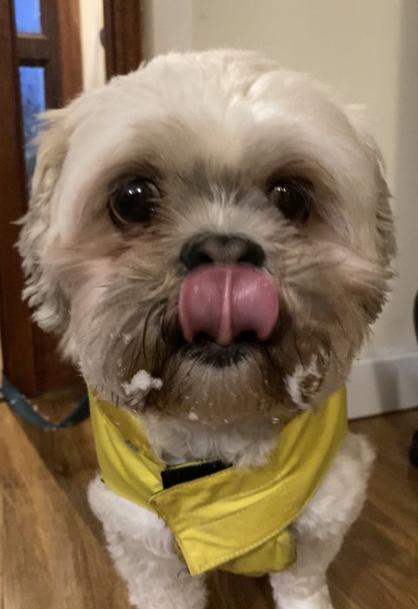Albatwinma's tweet photo. Someone is enjoying the snow! #MacVentures https://t.co/zo3BKMm2Lf